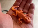 Magnet pentru frigider Gecko-1