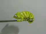 Chameleon (Nylon filament)-5