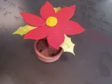 نبتة الكريسماس-2