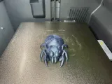 Little Spider-1