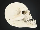 The Bone Collector-1
