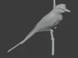 Ground Roller Bird-2