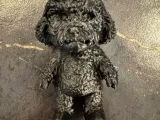 My Labradoodle First cube me-0