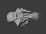 Bear Skull-6