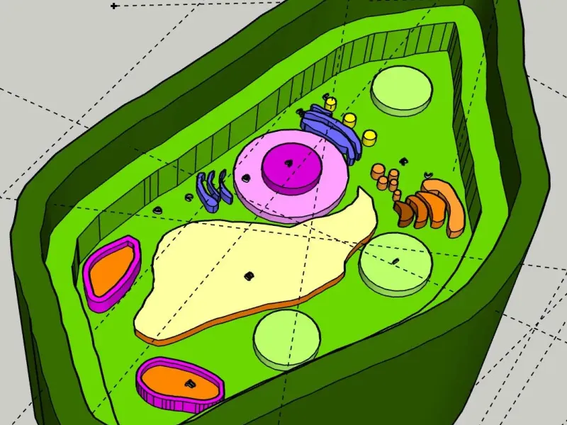 Science Project - Plant Cell Model