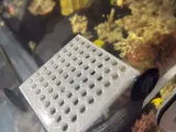 Snail Egg Shelf Holder-2