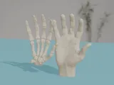 Human Hand Anatomy Bones 3D Print Model-1
