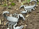 Scorpion, scorpion with claws-4