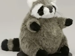 Racoon