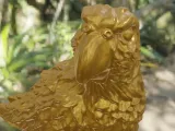 parrot perroquet-4