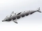 Curious dolphin-4