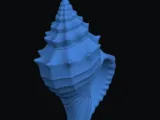 Conch shell-1