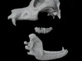 Highly Detailed Dog Skull Separated Parts 3D Printable Model-1