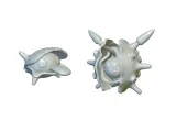 Pokemon Shellder & Cloyster - Ready for 3D Printing!-0