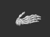 hand human anatomy bones-1