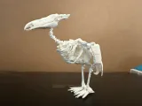 Vulture Skeleton 2-1