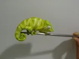 Chameleon (Nylon filament)-6