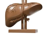 Liver organ-5