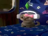 Sims meme cat-0
