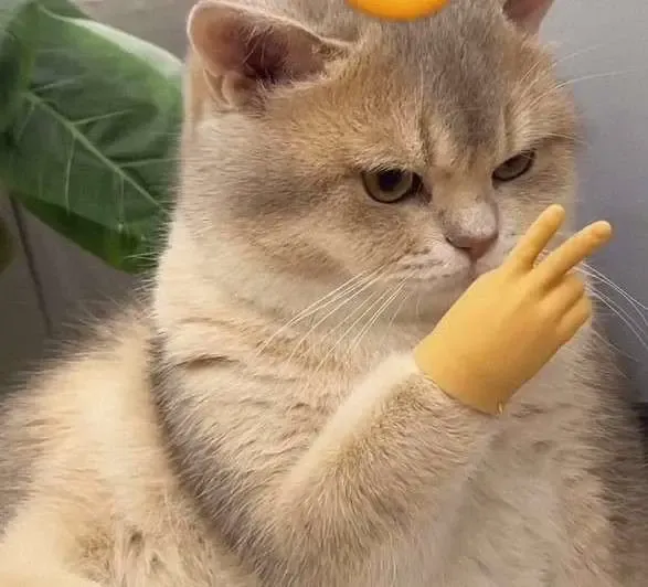 Gatto Mani Divertenti