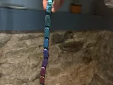 Snaky the snake-1