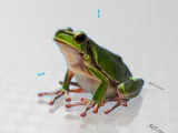 a beautiful frog collection-2