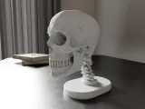 Skull Anatomy-1