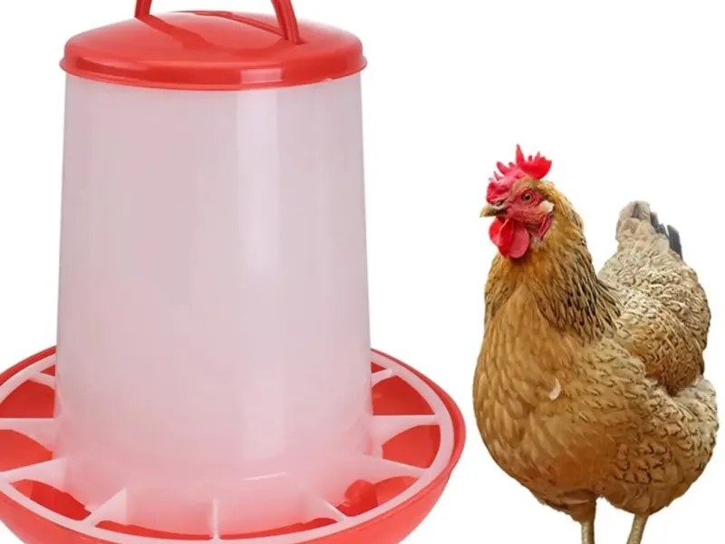 chicken feeder