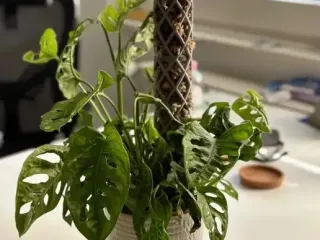 Beautiful Moss pole design, stackable