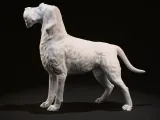 German Wirehaired Pointer (deutsch drahthaar)-1