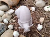 Explorer Snail-3