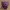 Chibi del Pokémon Haunter