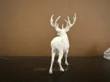Whitetail Buck-3