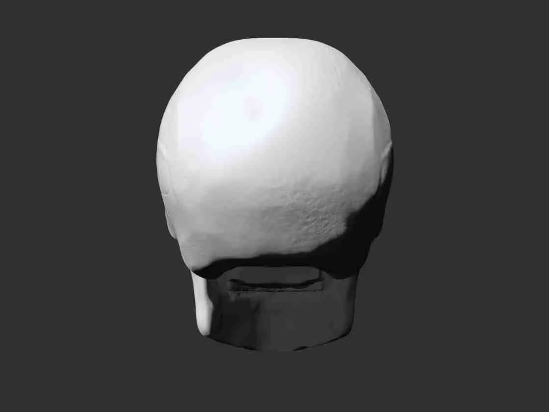 Skull - Anatomy 3D print model