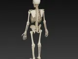skeleton-3
