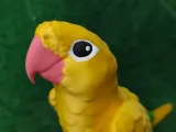 Golden Conure-5