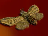 Death Moth-7