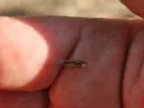 plankton throw net-1