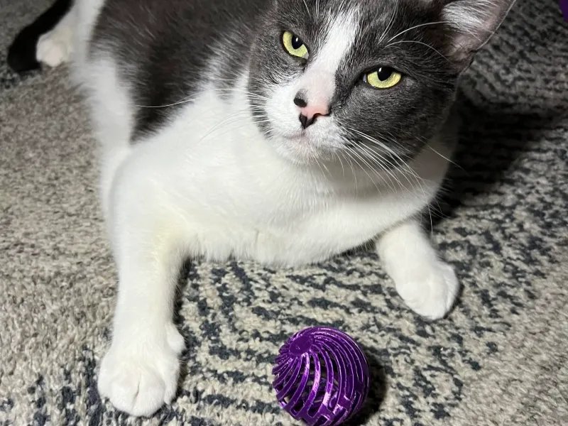 Brinquedo para gatos