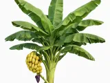Strong Banana Tree-0