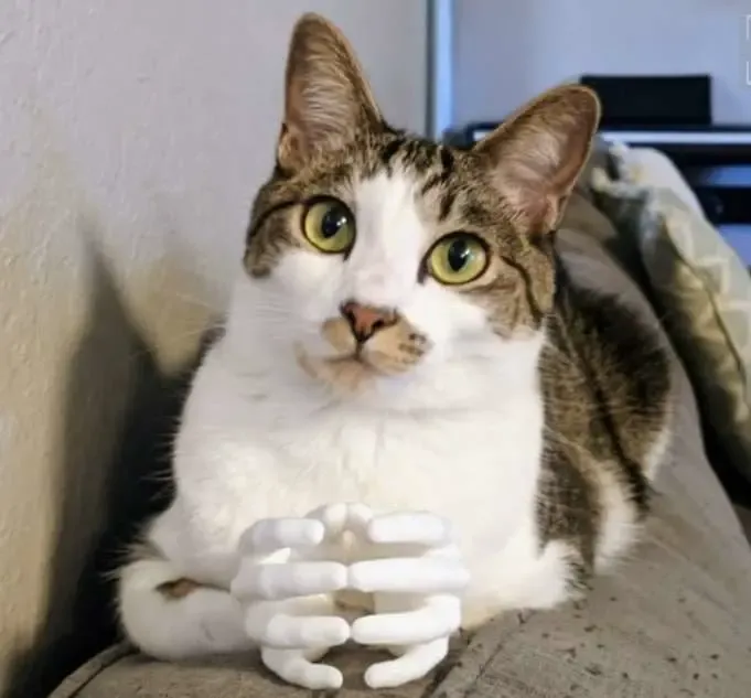 Cat hands, manos para gatos 