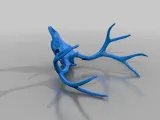 Mule deer skull-0