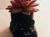 Jardinera Kitty-3