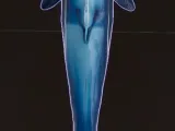 whale-3