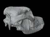 Highly Detailed Dog Skull Separated Parts 3D Printable Model-5