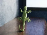 Low Poly Lizard-3