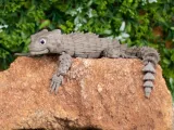 ARMADILLO LIZARD CARTOON-1