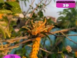 Flexi Dragon-5