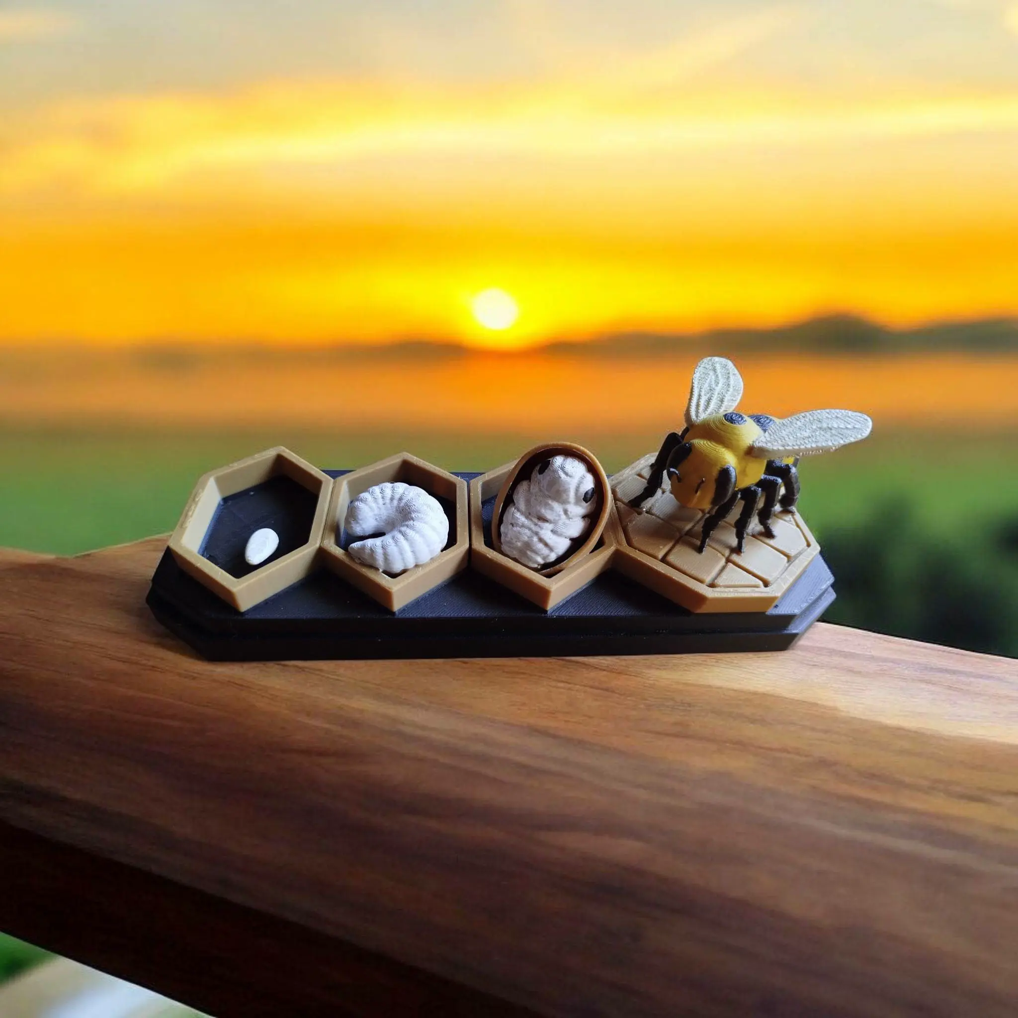 Life Cycle Series: Bee – Metamorphosis Stages