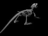 Crocodile_Skeleton – Realistic Detailed Reptile Bone-7
